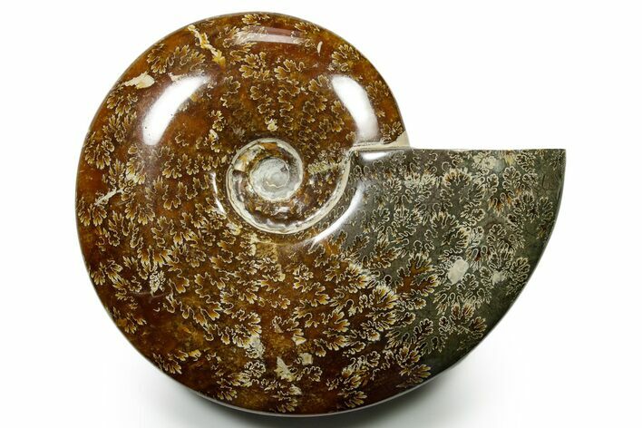 Polished Ammonite (Cleoniceras) Fossil - Madagascar #377352